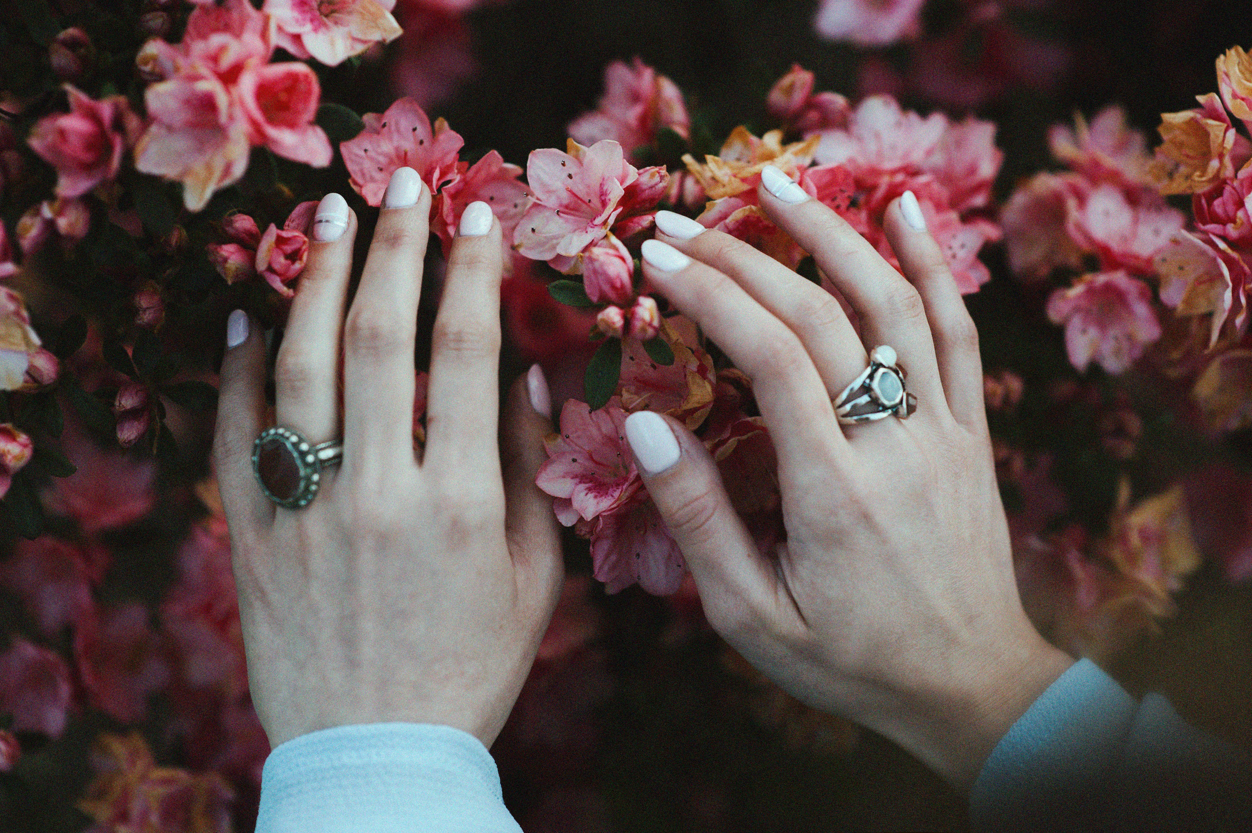 person holding pink flowers